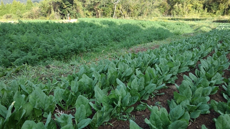 畑が青々と育つ野菜はベランダでも再現できる（写真提供／吉田俊道）