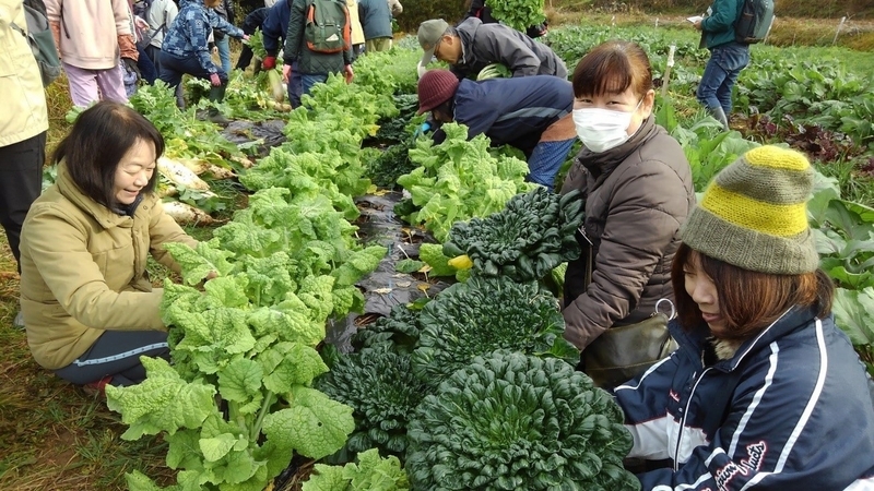 雑草だけ土に入れて、こんなに元気に育ったナバナとタアサイ（写真提供／吉田俊道）