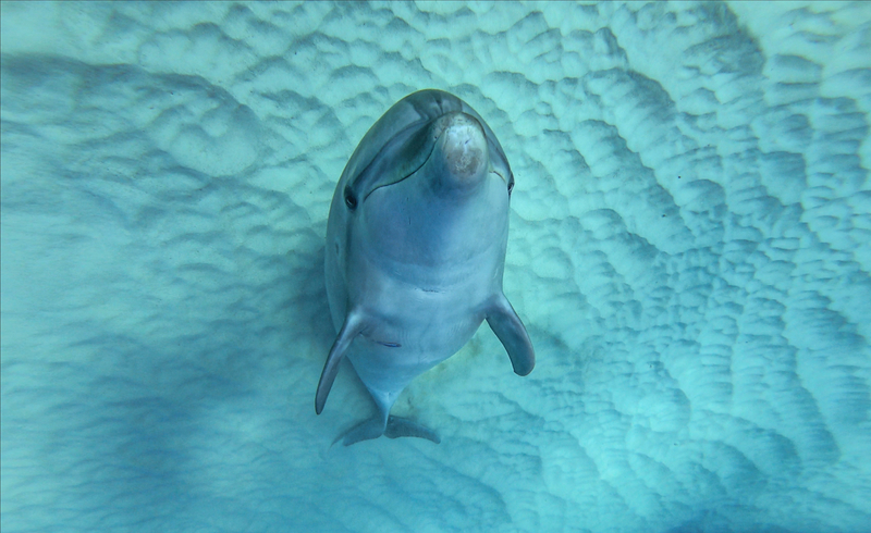 カメラ目線で笑う、人懐っこいバンドウイルカの「福ちゃん」（写真提供／Dolphin Eyes）