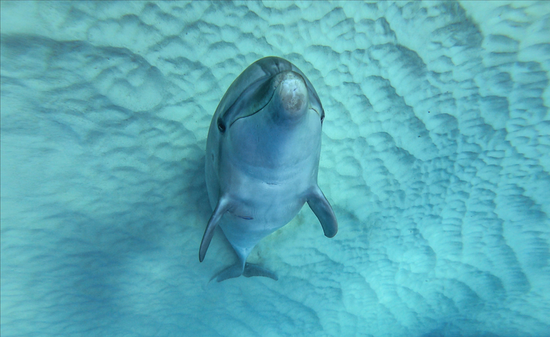 カメラ目線で笑う、人懐っこいバンドウイルカの「福ちゃん」(写真提供/Dolphin Eyes)