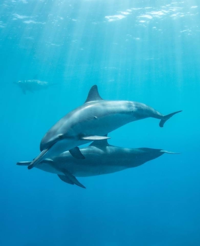 誰もがイルカに会うと表情が変わる(写真提供/Dolphin Eyes)