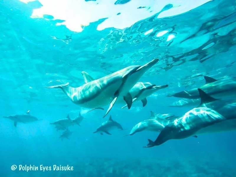 イルカの仲間のように一緒に泳ぐダイスケさん(写真提供/Dolphin Eyes)