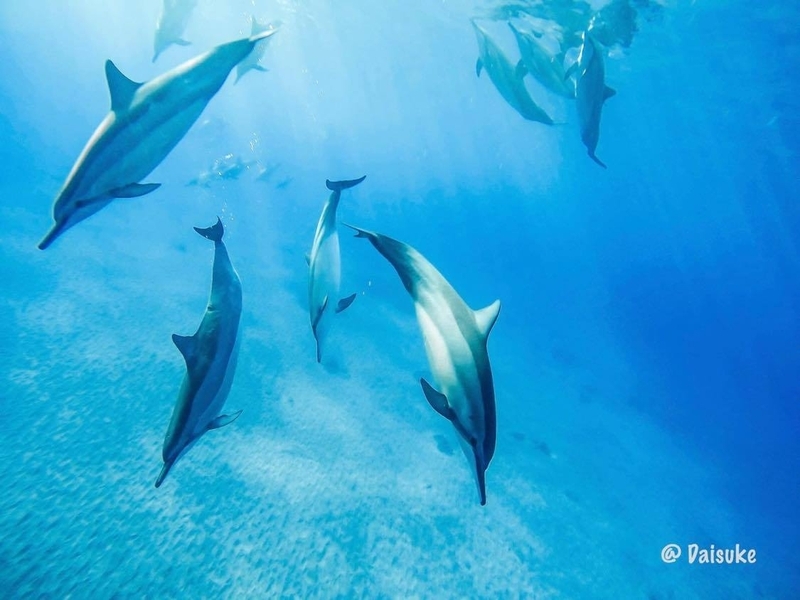 イルカたちは今、何を感じているのか(写真提供/Dolphin Eyes)