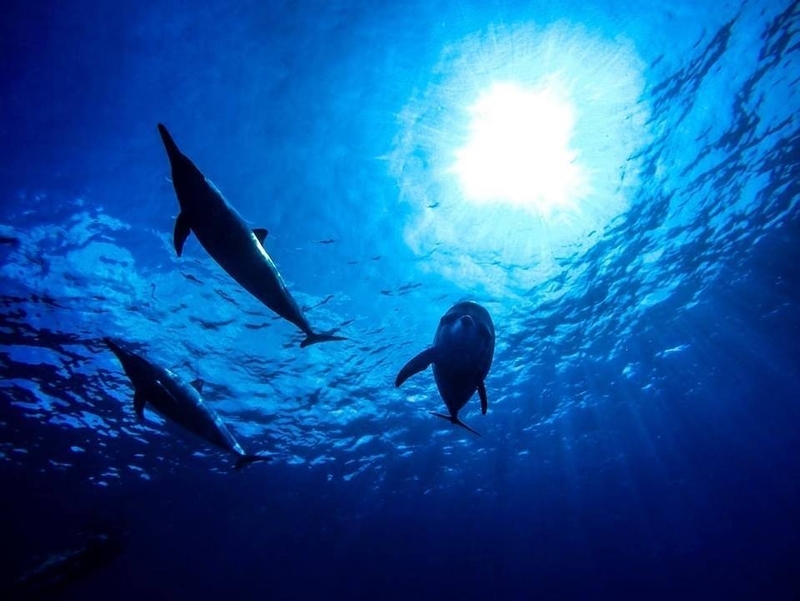 イルカのリラックスタイムは午前中(写真提供/Dolphin Eyes)