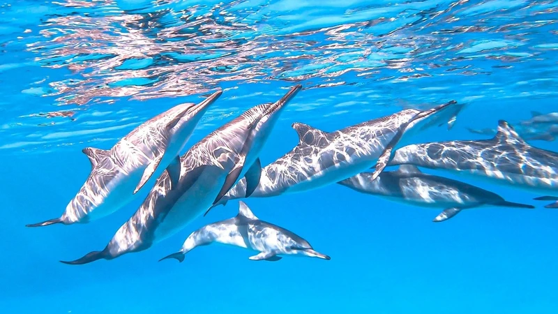 イルカに好かれる人というのは 年330日海に潜るドルフィンガイドが今 伝えたいこと 佐藤智子 個人 Yahoo ニュース