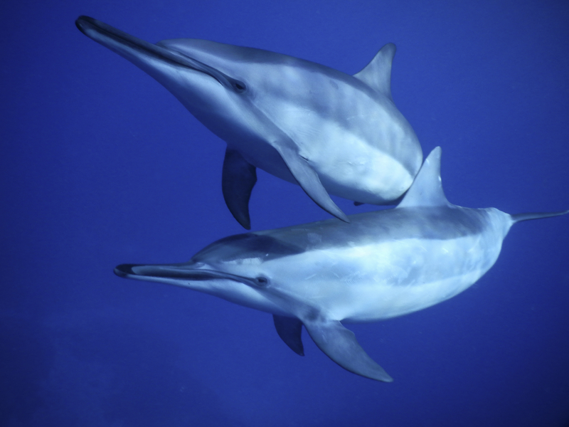 「幼い頃からなぜだかわからないけど、イルカが好きだった」(写真提供/Dolphin Eyes)