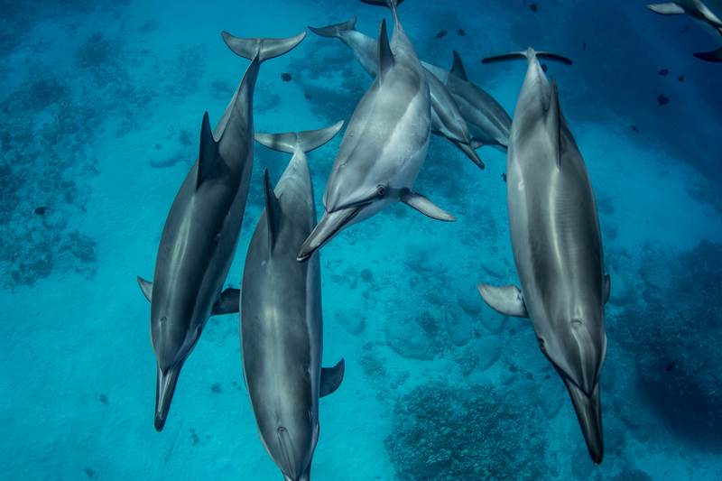 「イルカ愛は世界の誰にも負けない」(写真提供/Dolphin Eyes)
