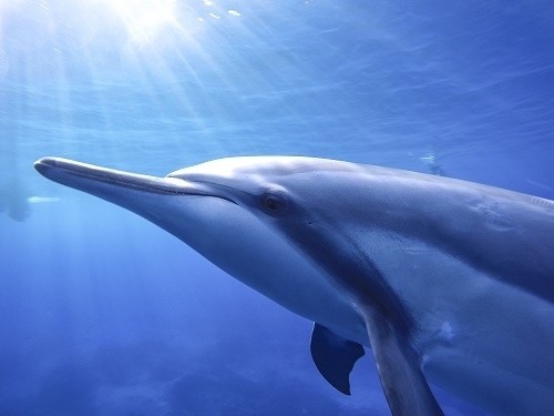 やっと、念願のイルカと会えることになって(写真提供/Dolphin Eyes)
