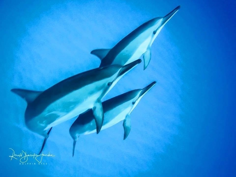初めてイルカに会ったときは泣けてきた(写真提供/Dolphin Eyes)