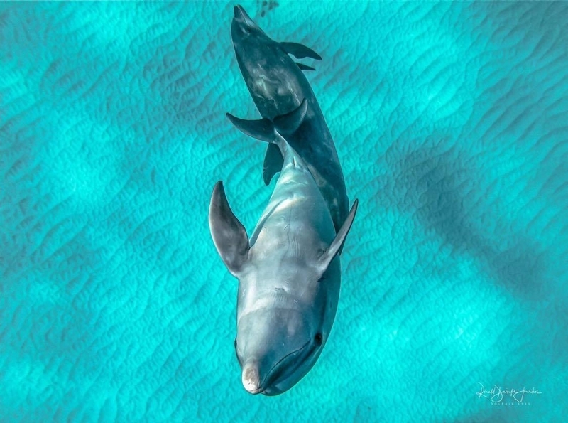 イルカたちが機嫌のいいときは動きが違う(写真提供/Dolphin Eyes)