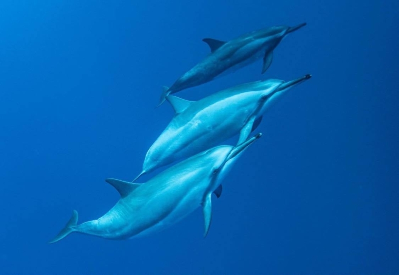 次にツアーができるようになるのはいつなのか(写真提供/Dolphin Eyes)