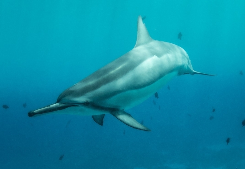 「もし、すぐにハワイ島に来れなくてもイルカで癒やされてもらいたい」と（写真提供／Dolphin Eyes）