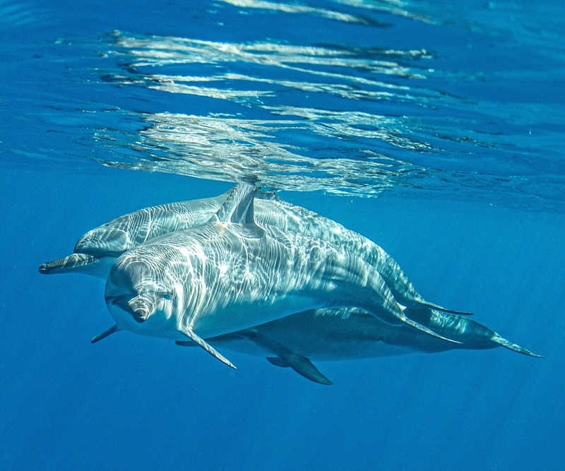 イルカの正面向きはなかなかない写真。ダイスケさんだからこそ撮れた1枚（6月中旬）（写真提供／Dolphin Eyes）