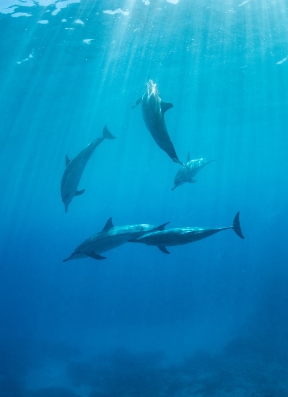 豊かな自然が教えてくれるもの（写真提供／Dolphin Eyes）