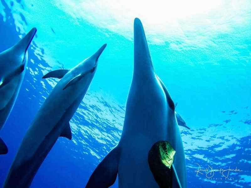 イルカたちからの「大丈夫だよ」というメッセージを受け取って(写真提供/Dolphin Eyes)