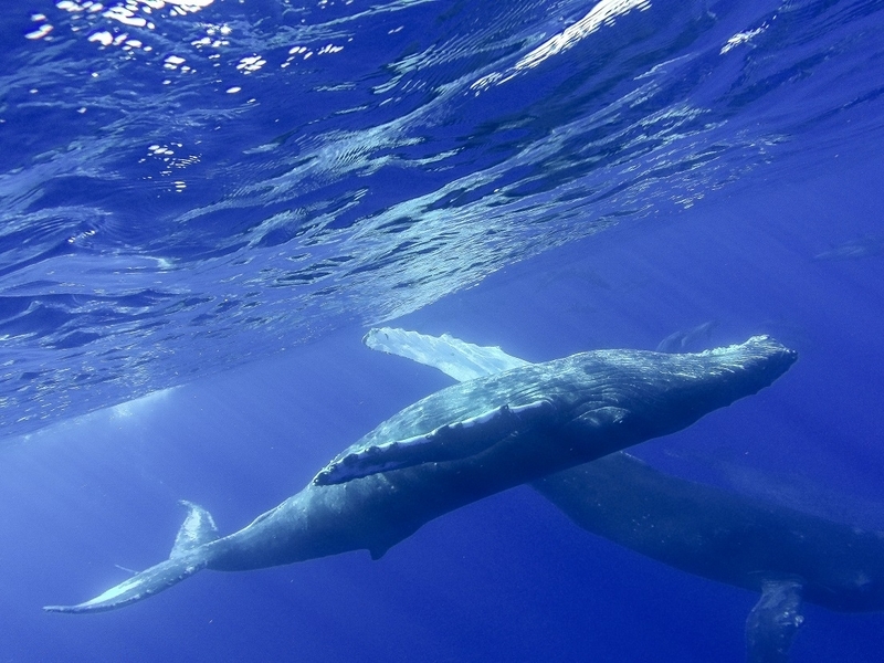 ロックダウンの間に確実に海は以前よりキレイになった(6月中旬)(写真提供/Dolphin Eyes)