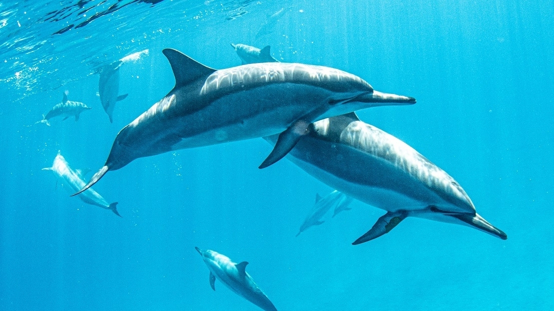 観光業は 光を観せる 仕事 イルカと会話できるガイド がコロナ禍で気付いたこと 佐藤智子 個人 Yahoo ニュース