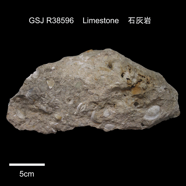 琉球石灰岩（地質標本データベース）