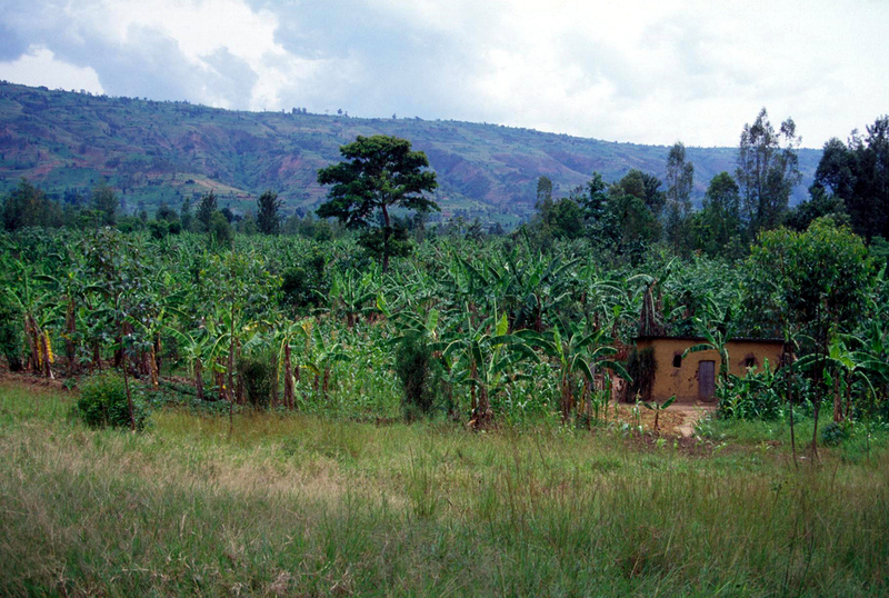キガリ近郊の民家とバナナ畑（撮影／筆者）（1995年）