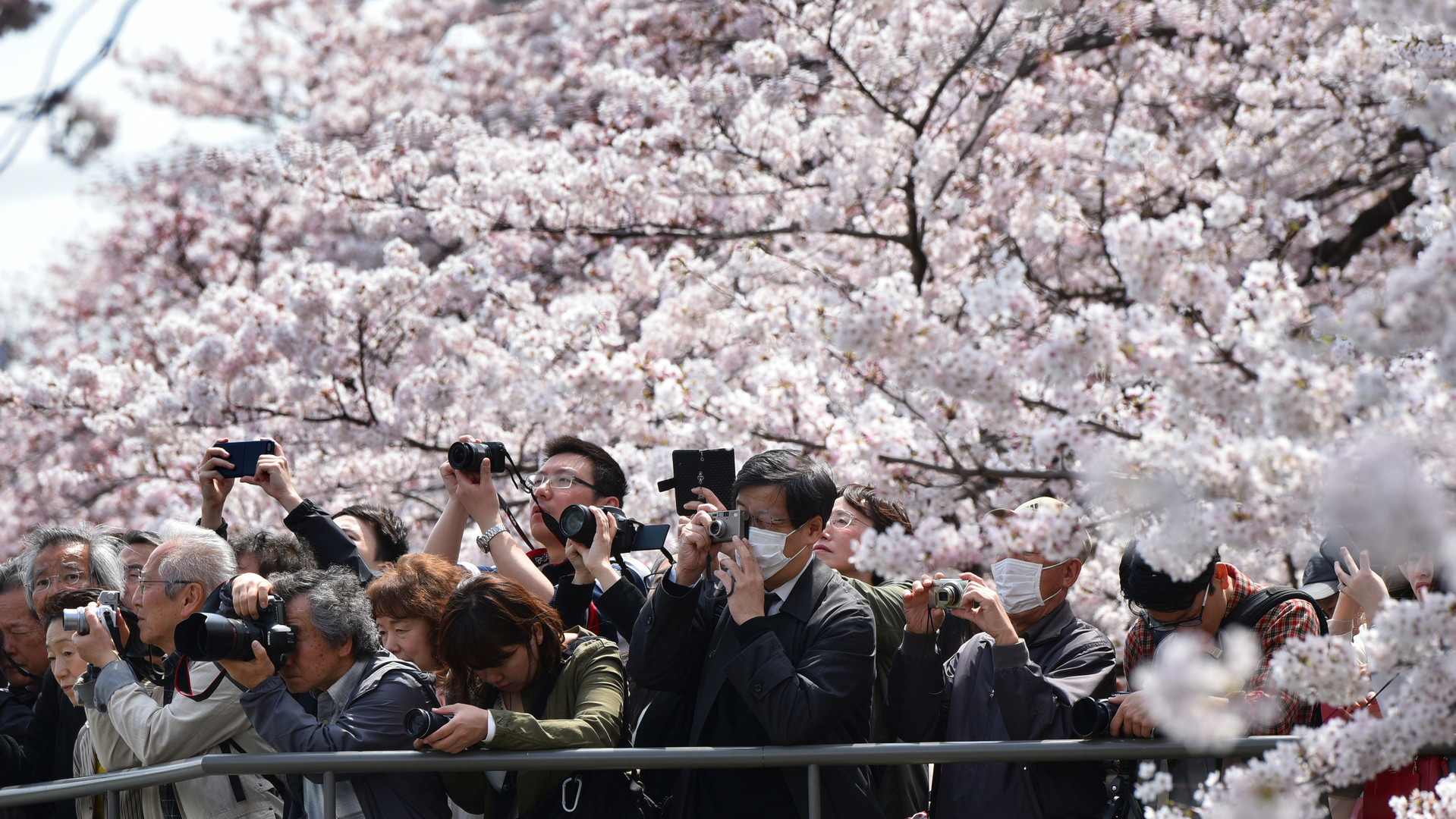桜の季節 に起こる論争 ソメイヨシノは 韓国起源説 に今年も巻き込まれるのか 慎武宏 個人 Yahoo ニュース