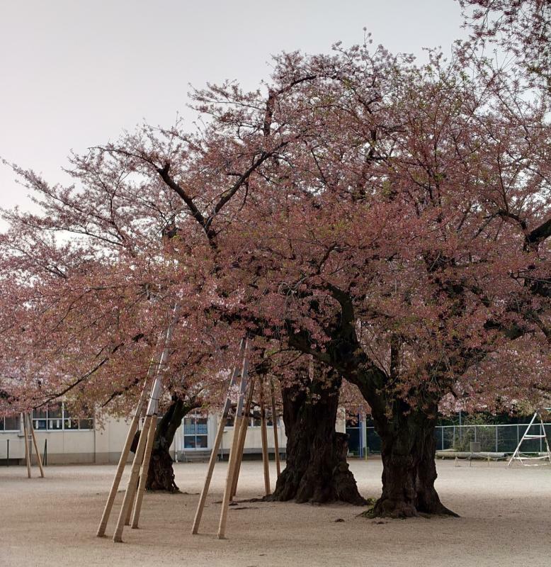 真鍋小学校校庭の桜（洋子さん提供）