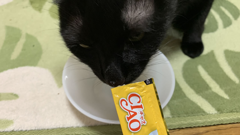 写真を撮るために『CIAO ちゅ~る』を取り出したらウチの猫に「よこせ」と襲われました。歌ってないです。袋の音を聞かれた時点でもうダメです。筆者撮影