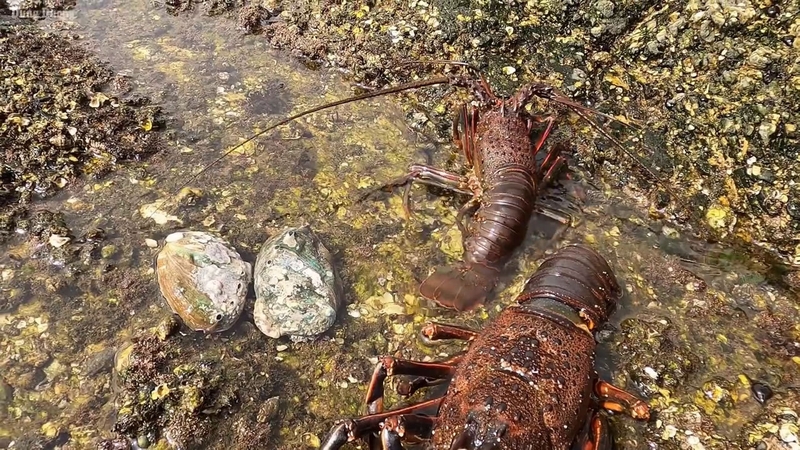 アワビや伊勢海老も獲っていた。筆者キャプチャ