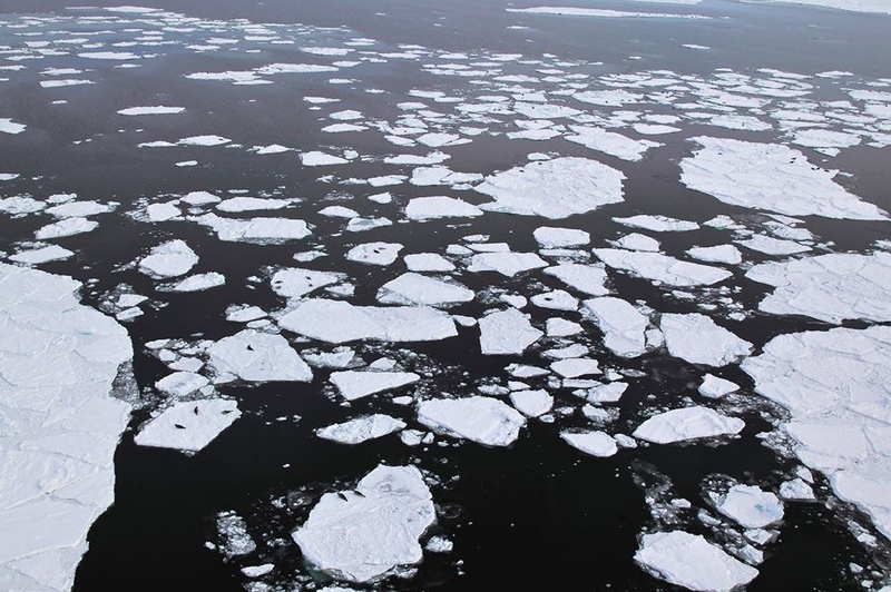 温暖化の進行により、海氷が小さくなり、すぐ溶けるようになってしまった。