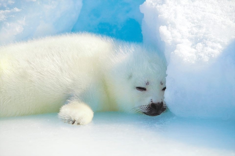 氷の上で眠るアザラシの赤ちゃん。