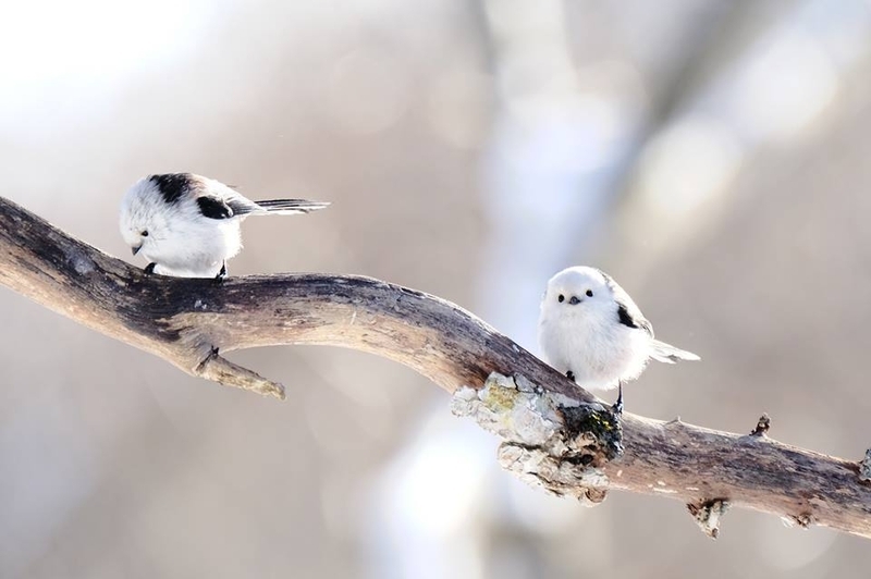 北海道に生息する野鳥シマエナガ。