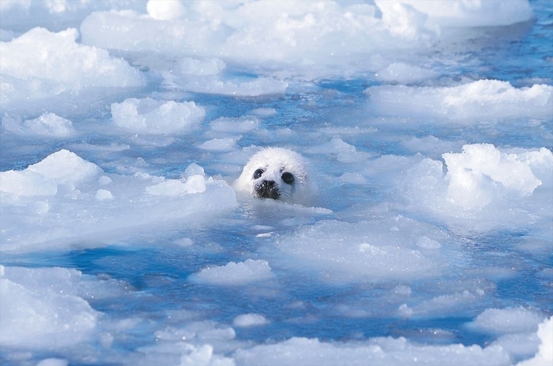 溶けた海氷とアザラシの赤ちゃん