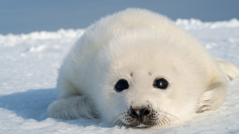 大ヒット本 シマエナガちゃん の陰にある悲劇 アザラシの赤ちゃんと温暖化 小原玲さんに聞く 志葉玲 個人 Yahoo ニュース 大ヒット本 シマエナガちゃん の陰にある悲劇 アザラシの赤ちゃんと温暖化 小原玲さんに聞く 志葉玲 個人 Yahoo ニュース