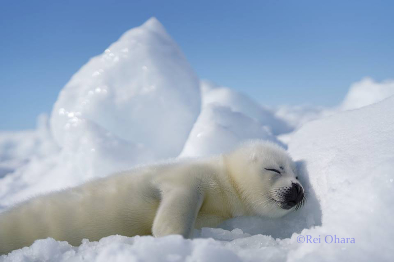 氷を枕にして昼寝するアザラシの赤ちゃん。小原さん提供