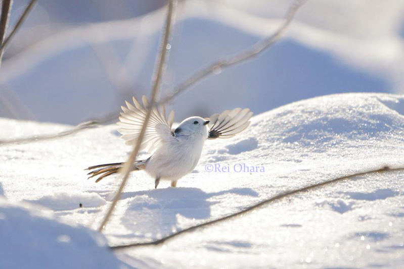 「雪の妖精」として親しまれる北海道の野鳥シマエナガ。小原さん撮影