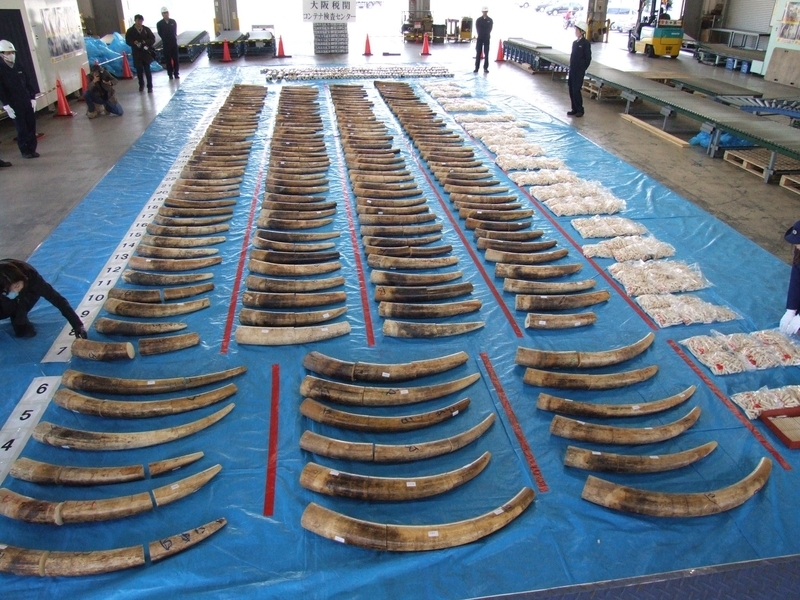 大阪で摘発された大量の密輸象牙（2006年）　写真提供：トラ・ゾウ保護基金