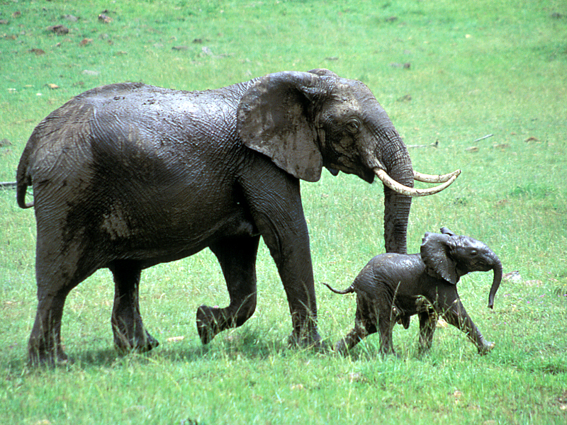 アフリカゾウの親子　写真提供：田中光常／トラ・ゾウ保護基金