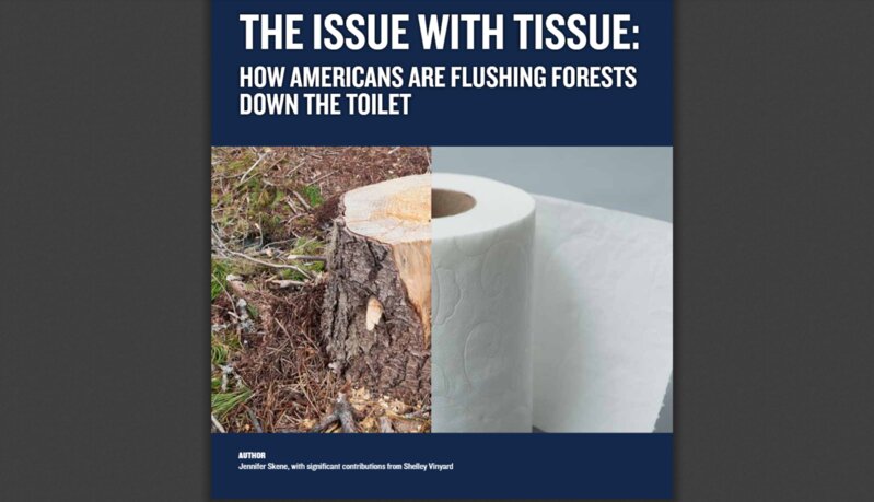 環境団体がまとめたトイレットペーパーによる森林破壊についての報告書