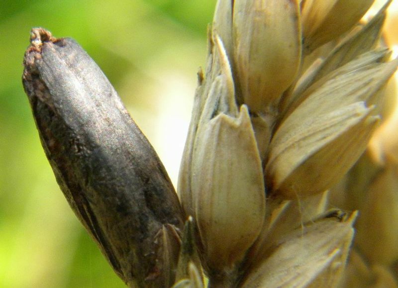 麦角菌に汚染された黒い麦（by Wikipedia）