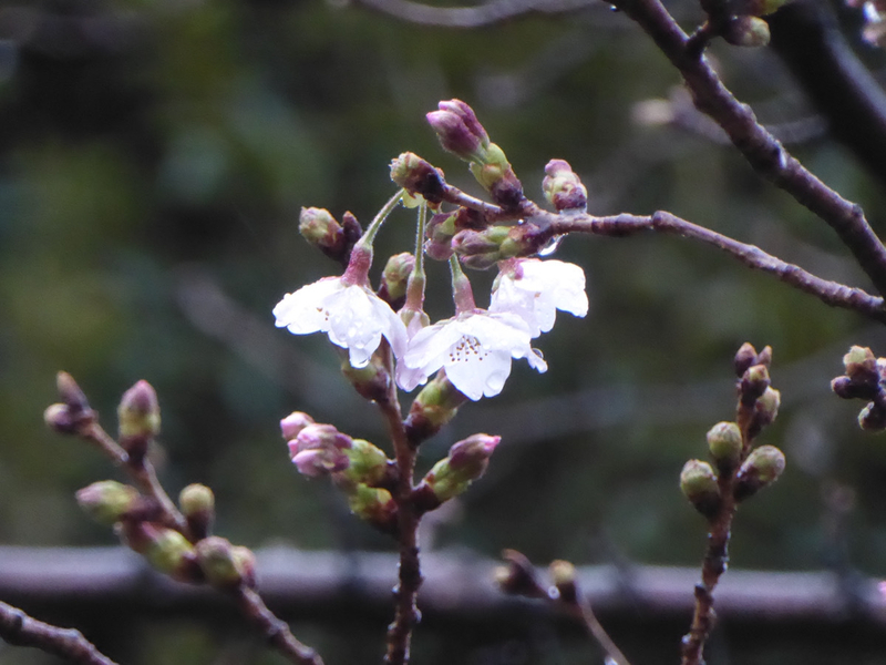 ３月１４日に開花した東京の桜（ウェザーマップ、山谷氏撮影）