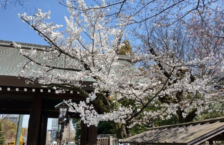 靖国神社の桜、すでに満開？（２１日正午頃、筆者撮影）
