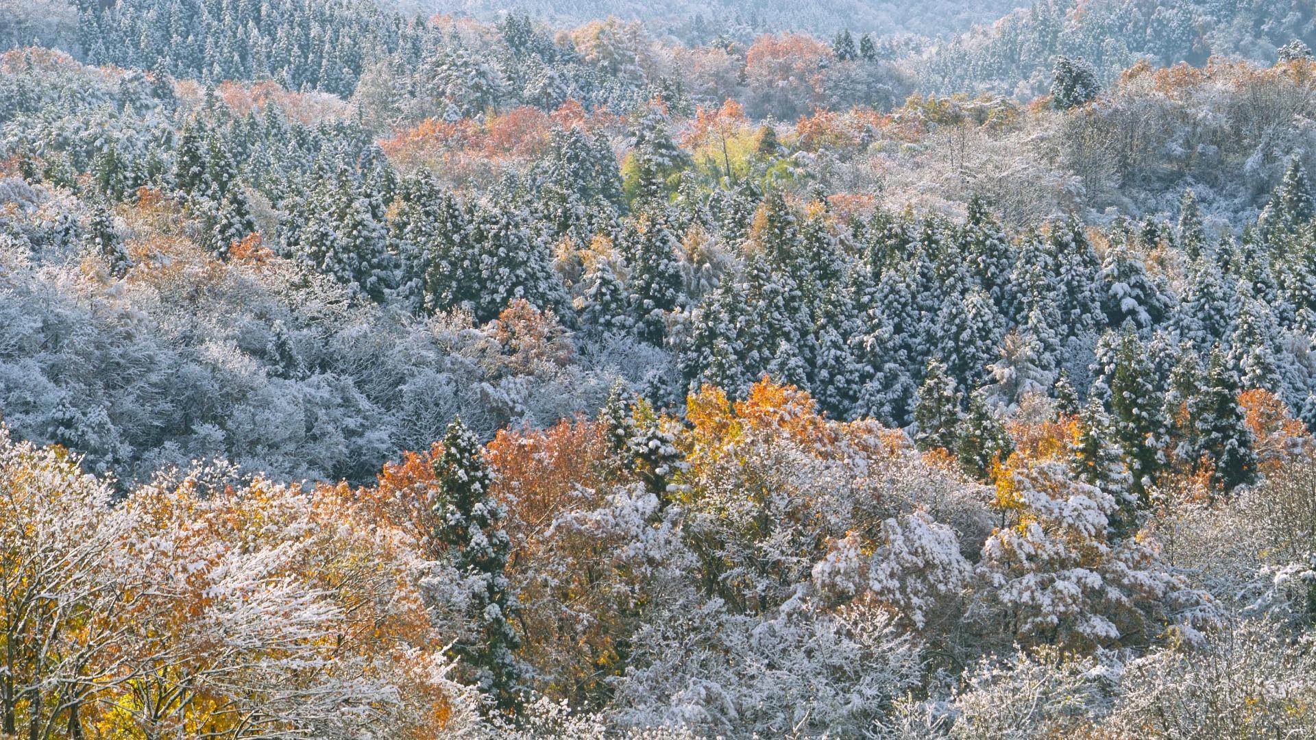 週末は師走並みの寒気が襲来で、紅葉に雪景色の所も（杉江勇次） - エキスパート - Yahoo!ニュース