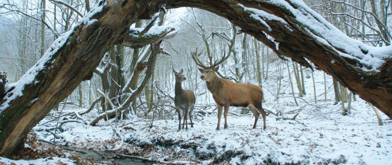 ２頭の鹿が雪の森を行く、冒頭シーンから息を飲む美しさ。2017(c)INFORG - M&M FILM