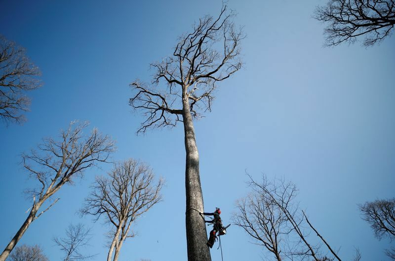 ベルセの森で選ばれた8本の木は3月中に伐採予定。樹液が上がってくる前に行うのが望ましい。