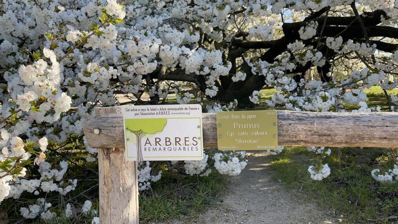 右のプレートには、日本の桜の木、里桜、「白妙」などが明記されていている。左が「傑出した木」を認定するプレート