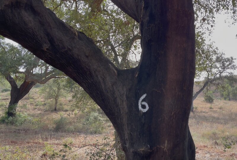 「６」と書かれているのは、2016年に作業が行われた木。2017年に火災が起きたことを考えると、この木は火災を生き抜いたことになる