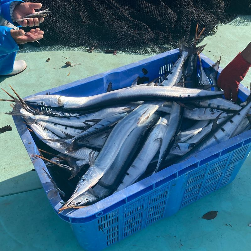 未利用魚（ハマダツ）　写真：高砂熱学提供（以下、同様）