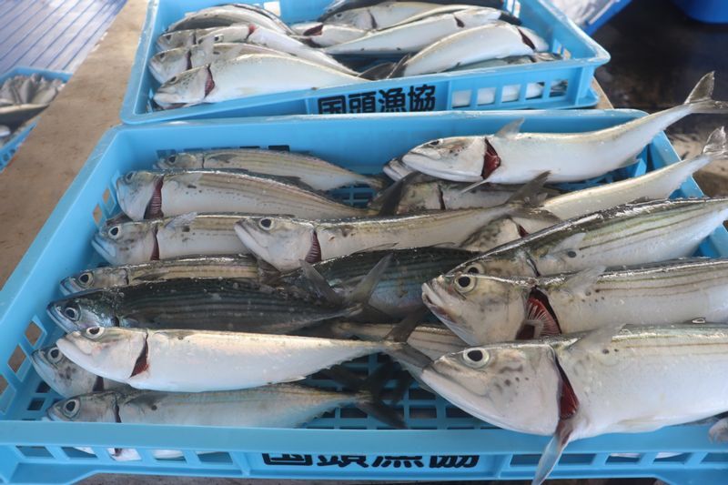 未利用魚(ぐるくま)