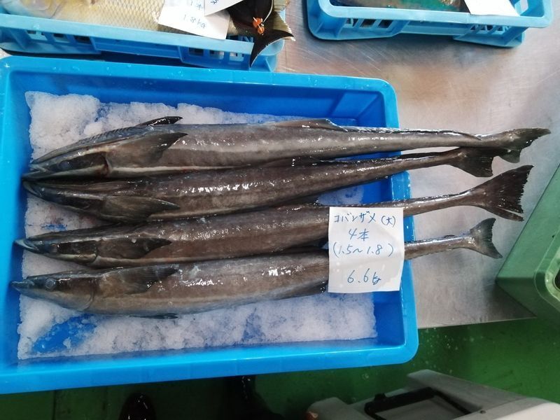 未利用魚(コバンザメ)