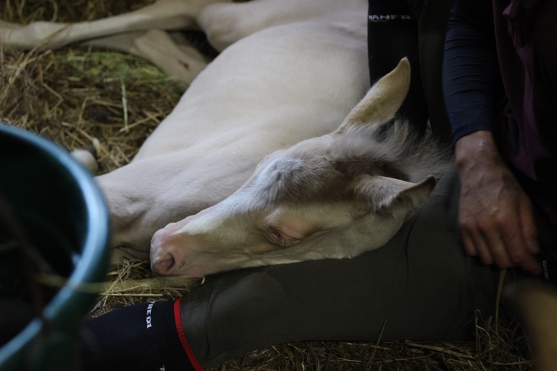 出産で取り上げたスタッフの膝で眠るアハルテケの仔馬(筆者撮影)