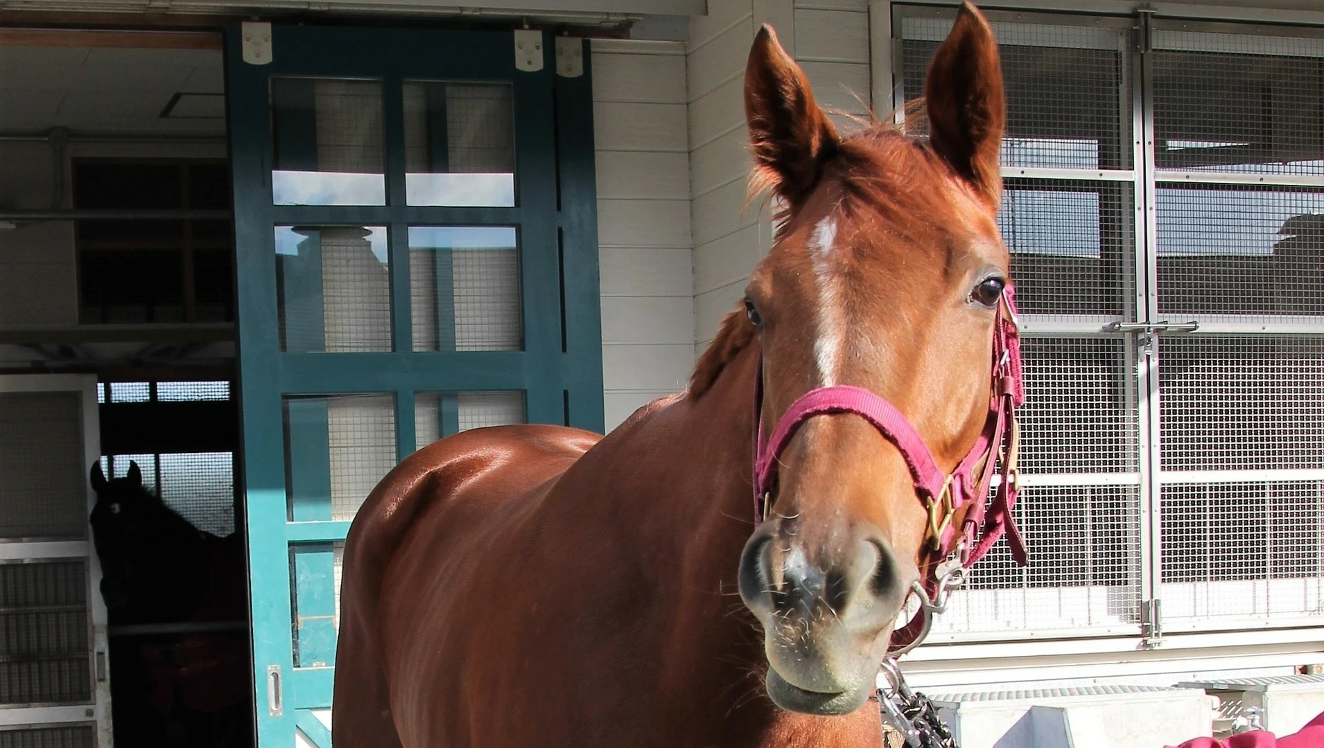 エリザベス女王杯連覇でGI4勝目を狙うラッキーライラック。昨年Vで約2 